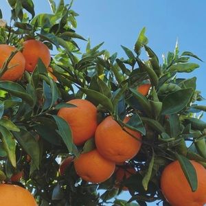 Meet your Posher, Ann